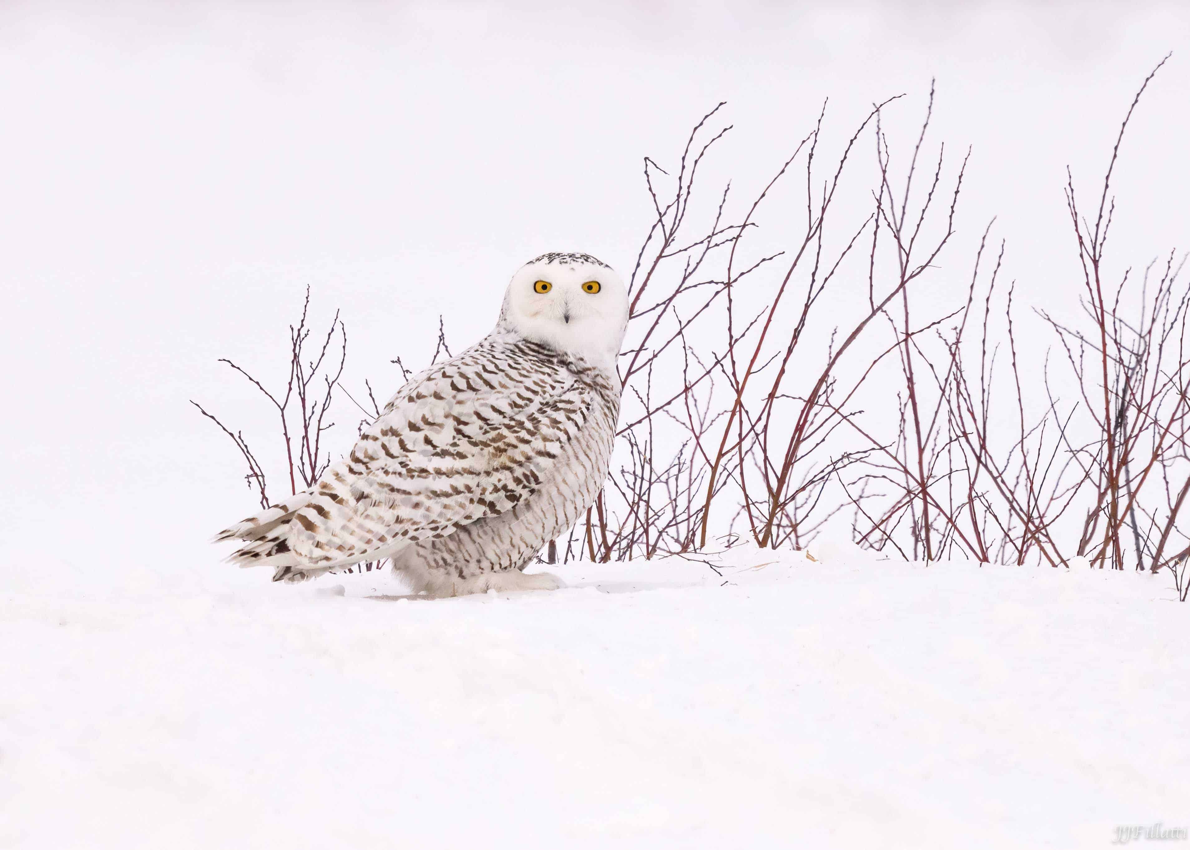 bird of michigan image 15